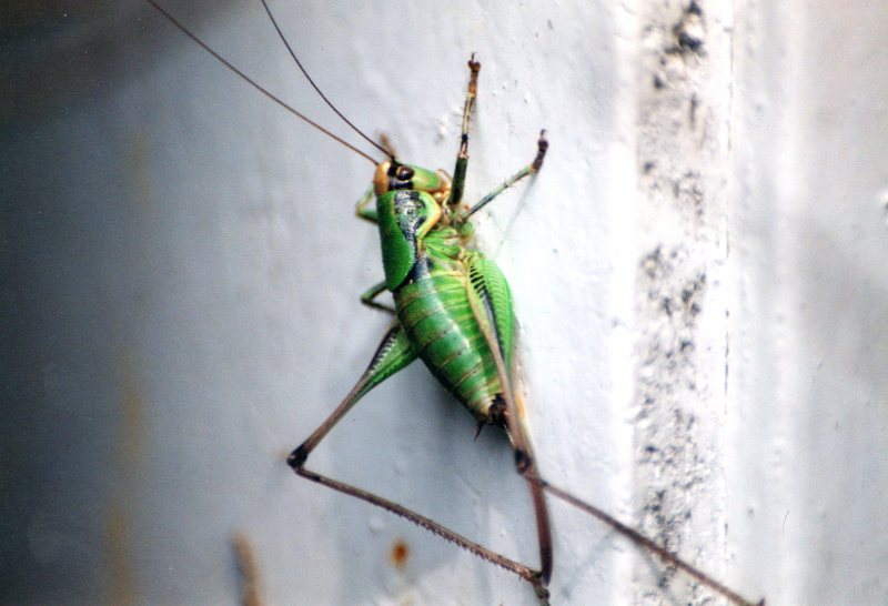 Femmina di Eupholidoptera chabrieri